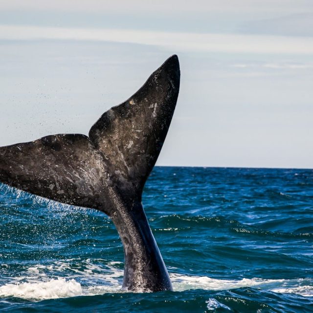 Ballena-Franca-Austral-F